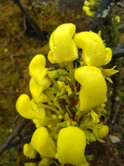 Calceolariaceae
