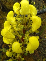 Calceolariaceae