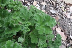 Pelargonium tomentosum