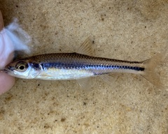 Notropis texanus