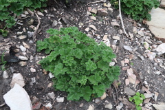 Pelargonium tomentosum