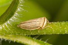 Athysanus argentarius