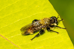 Laphria divisor