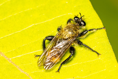 Laphria divisor