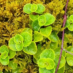Chrysosplenium oppositifolium