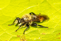Laphria divisor
