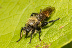 Laphria divisor