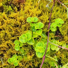 Chrysosplenium oppositifolium