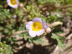 Phacelia leibergii