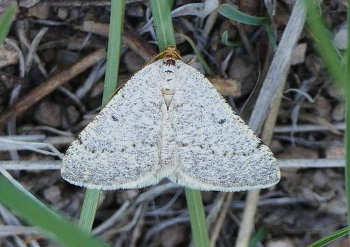 Macaria mendicata