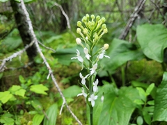 Platanthera blephariglottis blephariglottis
