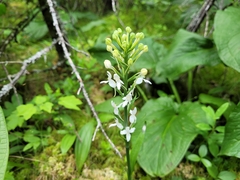 Platanthera blephariglottis blephariglottis
