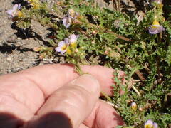 Phacelia leibergii