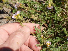 Phacelia leibergii