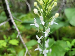 Platanthera blephariglottis blephariglottis