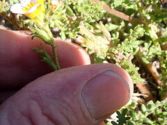 Phacelia leibergii