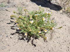 Phacelia leibergii