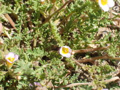 Phacelia leibergii