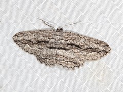 Scioglyptis canescaria