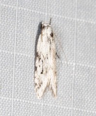 Stenoptena icmaea