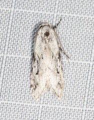 Stenoptena icmaea