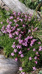 Silene acaulis