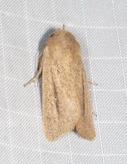 Leucania abdominalis