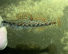 Etheostoma edwini