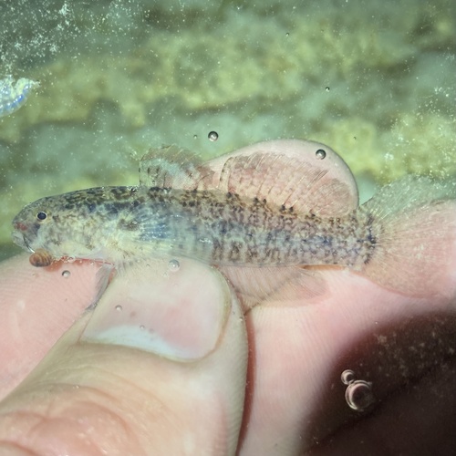 Code goby (Gobiosoma robustum) — Gobiidae — 3