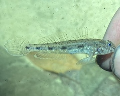 Ctenogobius boleosoma
