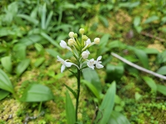 Platanthera blephariglottis blephariglottis