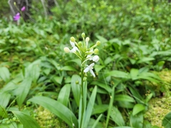 Platanthera blephariglottis blephariglottis