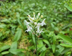 Platanthera blephariglottis blephariglottis