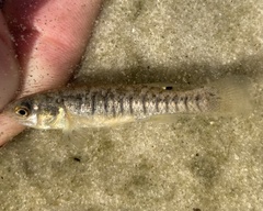 Fundulus confluentus