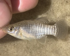 Fundulus xenicus