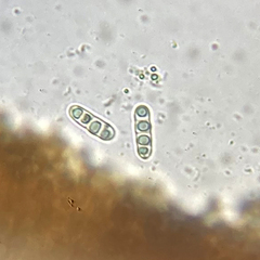 Lathagrium undulatum