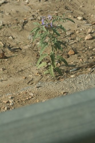 silverleaf nightshade