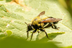 Laphria thoracica