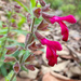 Salvia angustiarum - Photo (c) Chris Lloyd, algunos derechos reservados (CC BY-NC), subido por Chris Lloyd