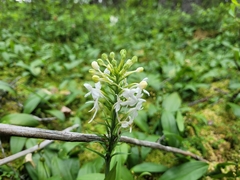 Platanthera blephariglottis blephariglottis