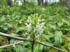 Platanthera blephariglottis blephariglottis