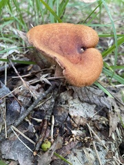 Lactarius peckii