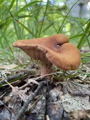 Lactarius peckii