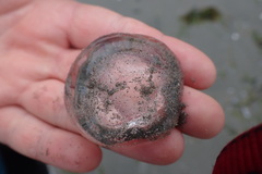 Aequorea victoria