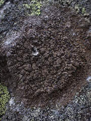 Protoparmelia badia