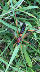 Tanyptera