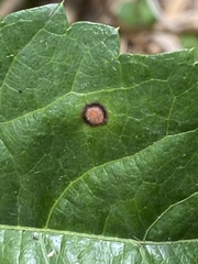 Phyllosticta parthenocissi