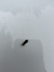 Mathildana newmanella