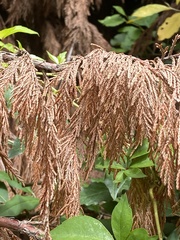 Pestalotiopsis funerea