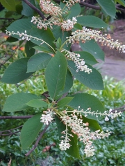 Clethra barbinervis